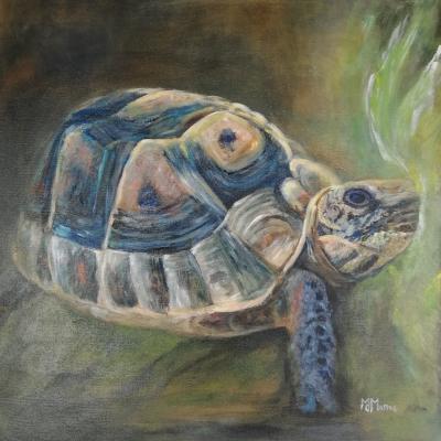 TORTUE acrylique 50x50