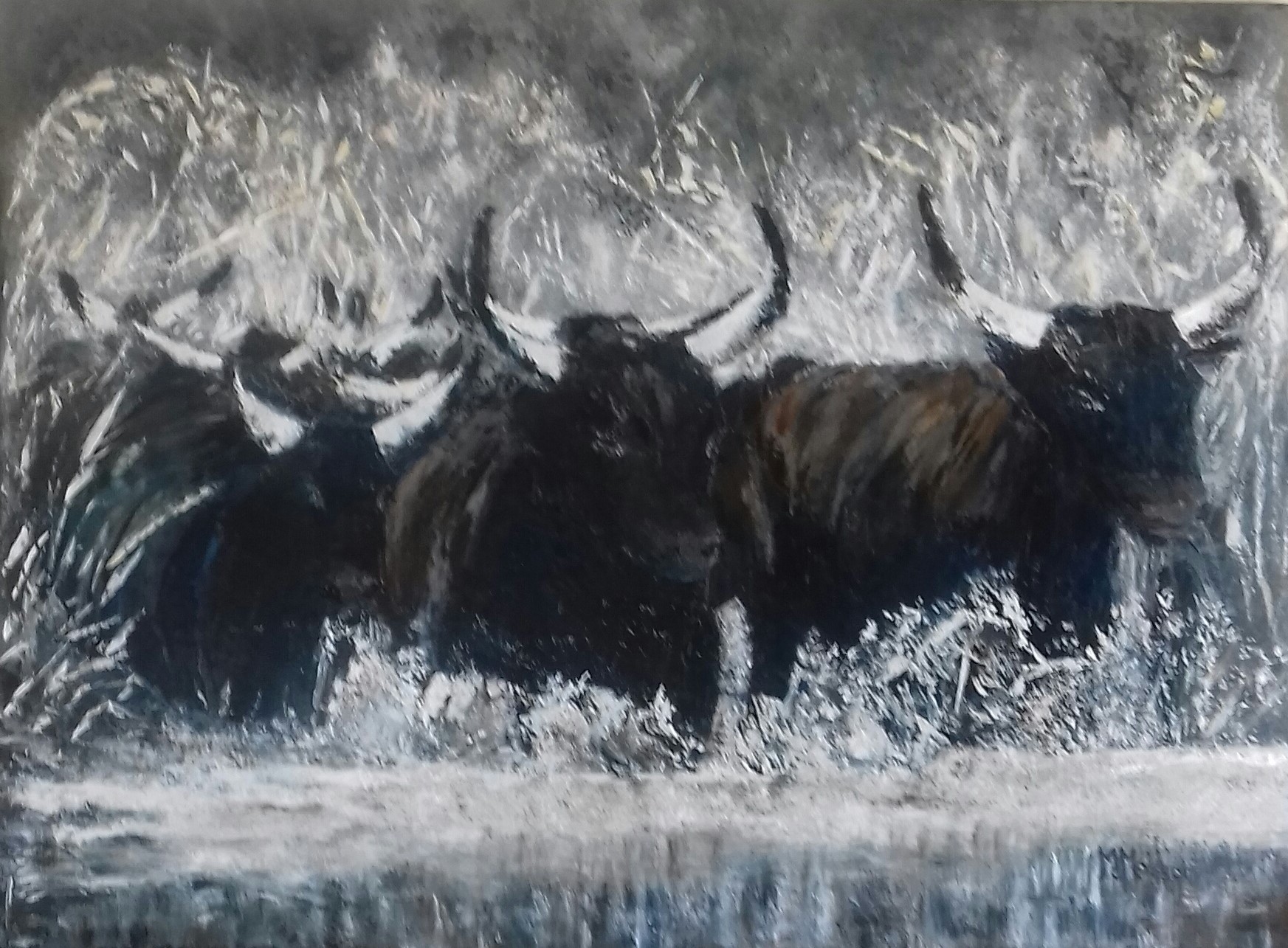 TAUREAUX DE CAMARGUE